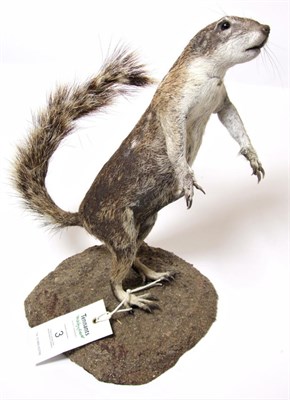 Lot 3 - Taxidermy: Southern Ground Squirrel (Xerus inauris), modern, a full mount stood upon its hind...