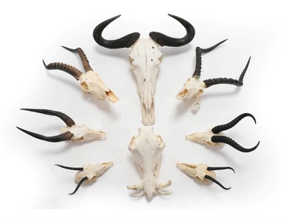 Lot 4 - Antlers/Horns: A Selection of African Hunting Trophy Skulls, a varied selection of African...