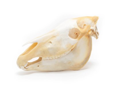 Lot 6 - Skulls/Anatomy: Burchell's Zebra Skull (Equus quagga), modern, complete bleached skull, 48cm by...