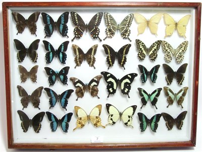 Lot 7 - Entomology: A Large Glazed of Display of African Butterflies, circa 21st century, , containing...