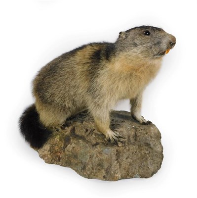 Lot 8 - Taxidermy: Alpine Marmot (Marmota marmota), circa late 20th century, full mount adult in...