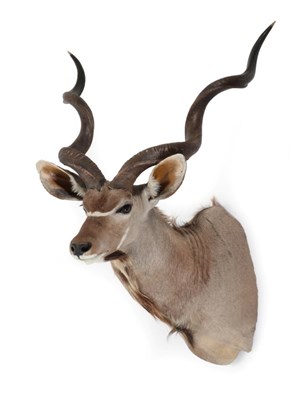 Lot 9 - Taxidermy: Cape Greater Kudu (Tragelaphus strepsiceros), modern, high quality large shoulder...