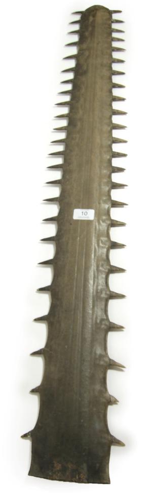 Lot 10 - Taxidermy: Large Sawfish Rostrum (Pristidae