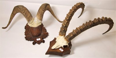 Lot 12 - Antlers/Horns: Dall Sheep and Alpine Ibex, circa 1970, a set of adult Alpine Ibex horns on cut...
