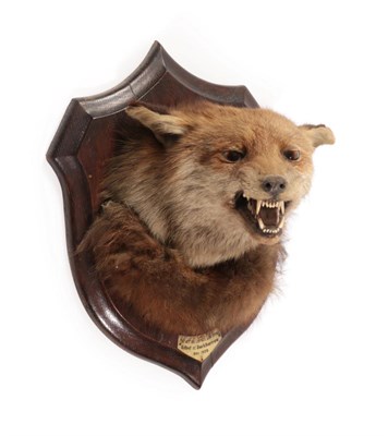 Lot 13 - Taxidermy: Red Fox Mask (Vulpes vulpes), circa 1928, by Henry Murray & Son, Naturalists, Bank...