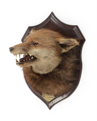 Lot 13 - Taxidermy: Red Fox Mask (Vulpes vulpes), circa 1928, by Henry Murray & Son, Naturalists, Bank...
