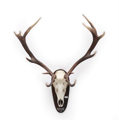 Lot 14 - Antlers/Horns: European Red Deer (Cervus elaphus), circa 1989, Balls Moor - Halwill, Devon,...