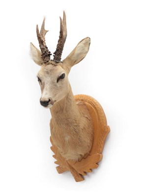 Lot 16 - Taxidermy: Roebuck (Capreolus capreolus), circa 2009, adult shoulder mount with head turning to the