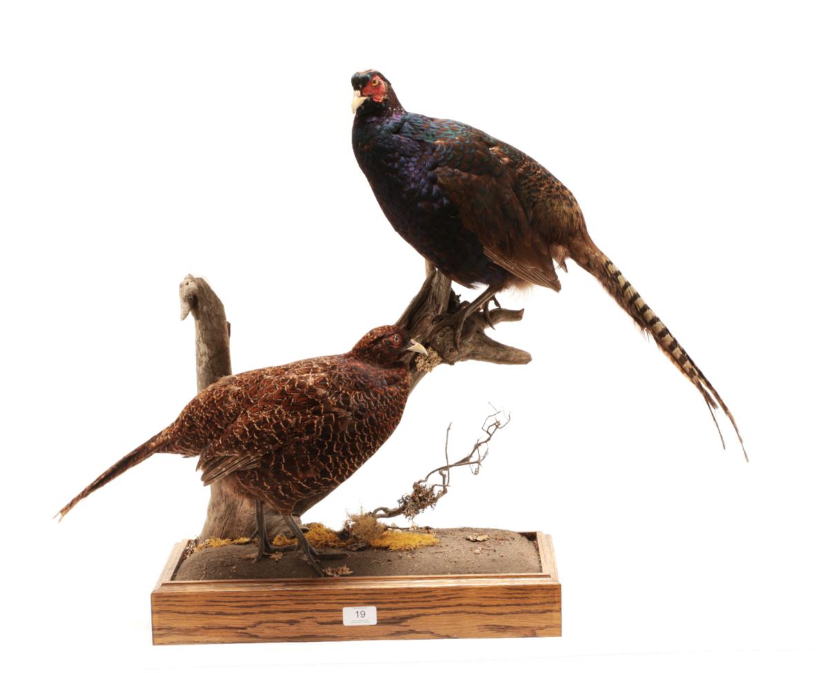 Lot 19 - Taxidermy: A Pair of Melanistic Pheasants (Phasianus colchicus), modern, by George C. Jamieson,...