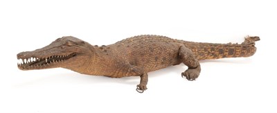 Lot 22 - Taxidermy: A Late Victorian Nile Crocodile (Crocodylus niloticus), circa 1880-1900, a full...