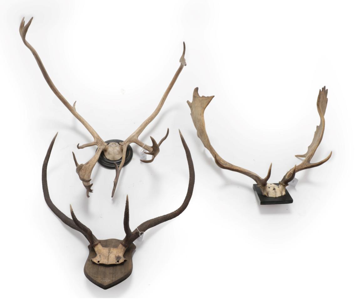 Lot 24 - Antlers/Horns: Three Sets of European Hunting Trophy Antlers, circa mid 19th/early 20th century, to