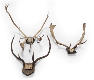 Lot 24 - Antlers/Horns: Three Sets of European Hunting Trophy Antlers, circa mid 19th/early 20th century, to