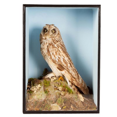 Lot 25 - Taxidermy: A Victorian Cased Short-Eared Owl (Asio flammeus), in the manner of T.E. Gunn,...