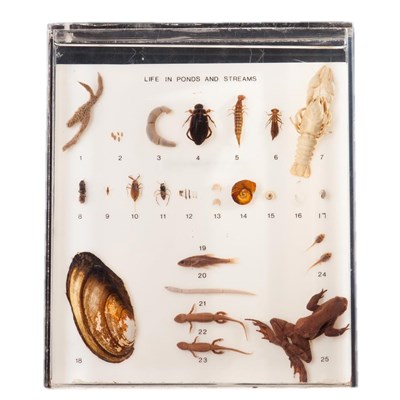 Lot 26 - Natural History: A Pond and Stream Life Wet Specimen Display, a display of twenty-five various...