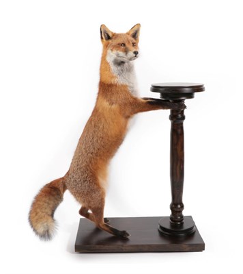 Lot 27 - Taxidermy: European Red Fox (Vulpes vulpes), modern, by Brian Lancaster, Taxidermy, Bedale,...