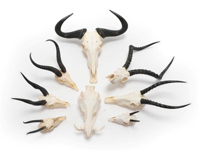 Lot 28 - Antlers/Horns: A Selection of African Hunting Trophy Skulls, a varied selection of African...