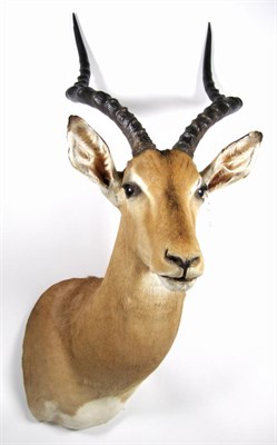 Lot 29 - Taxidermy: Common Impala (Aepyceros melampus), modern, high quality shoulder mount looking straight