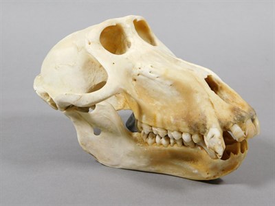 Lot 30 - Skulls/Anatomy: Olive Baboon Skull (Papio hamadryas), circa 2006, Togo, complete bleached...