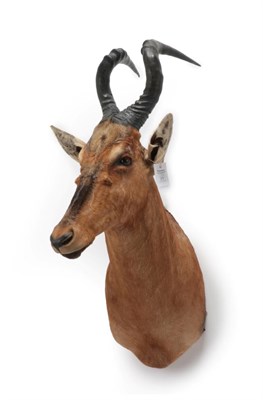 Lot 31 - Taxidermy: Red Hartebeest (Alcelaphus caama), modern, large high quality shoulder mount, with...