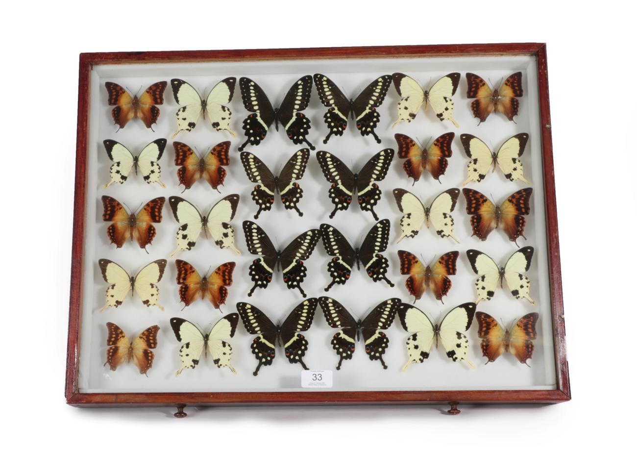 Lot 33 - Entomology: A Large Glazed of Display of African Butterflies, circa 21st century, containing...