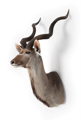 Lot 35 - Taxidermy: Cape Greater Kudu (Strepsiceros strepsiceros), circa late 20th century, large adult bull