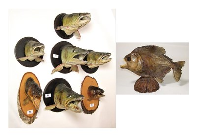 Lot 36 - Taxidermy Fish: A Collection of Various Mounted Fish Heads, circa late 20th century, seven...