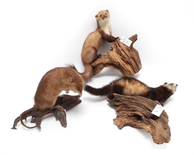 Lot 38 - Taxidermy: Countryside Animals, circa late 20th century, to include a full mount Polecat...