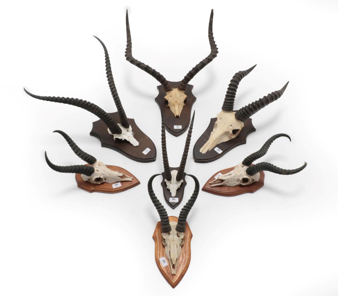 Lot 39 - Antlers/Horns: African Hunting Trophies, circa 2005, a collection of hunting trophies to...