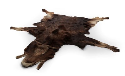 Lot 40 - Hides/Pelts: European Moose Hide (Alces alces), circa late 20th century, a large complete...