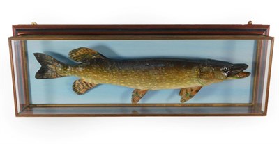 Lot 43 - Taxidermy: A Wall Cased Northern Pike (Esox lucius), modern, preserved and mounted upon a pale blue