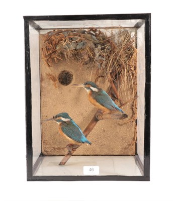 Lot 46 - Taxidermy: A Cased Pair of European Kingfishers (Alcedo atthis), circa 1930, a pair of full...