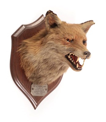 Lot 47 - Taxidermy: Red Fox Mask (Vulpes vulpes), circa 1939, by Henry Murray & Son, Naturalists, Bank...