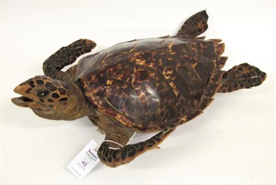Lot 48 - Taxidermy: Hawksbill Sea Turtle (Eretmochelys imbricata), circa 1920, full mount with head...