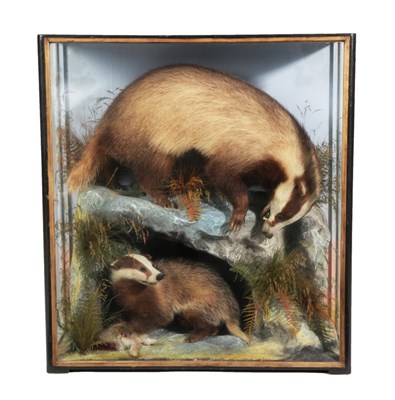 Lot 49 - Taxidermy: European Badger Diorama (Meles meles), by James Hutchings, of Aberystwyth, a full...