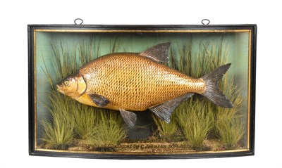 Lot 50 - Taxidermy: A Cased Common Bream (Abramis brama), by John Cooper & Sons, 78 Bath Road, Hounslow,...