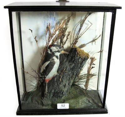 Lot 52 - Taxidermy: Great Spotted Woodpecker (Dendrocopos major), circa 1900, a full mount adult male...
