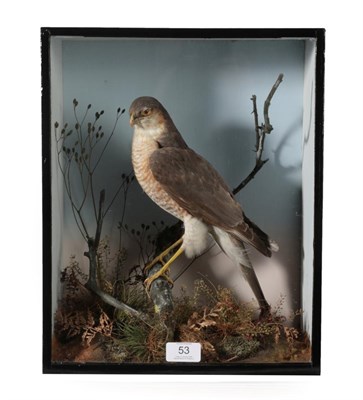 Lot 53 - Taxidermy: A Late Victorian Cased Sparrowhawk (Accipiter nisus), circa 1880-1900, in the manner...