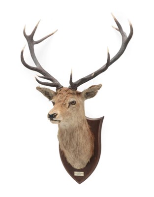 Lot 54 - Taxidermy: Scottish Red Deer (Cervus elaphus), circa 1938, by Peter Spicer & Sons, Taxidermy,...