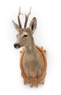 Lot 55 - Taxidermy: Roebuck (Capreolus capreolus), circa 2009, adult shoulder mount with head turning to the