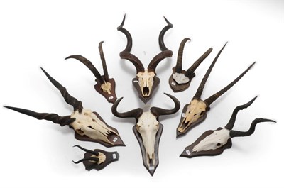 Lot 57 - Antlers/Horns: African Hunting Trophy Horns, circa 1980's, a selection of various trophy horns...
