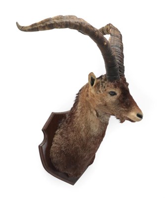 Lot 58 - Taxidermy: Western Spanish Ibex (Capra pyrenaica victoriae), circa 1972, Sierra De Gredos...