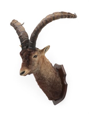 Lot 58 - Taxidermy: Western Spanish Ibex (Capra pyrenaica victoriae), circa 1972, Sierra De Gredos...
