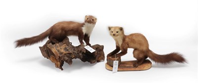 Lot 62 - Taxidermy: European Countryside Animals, circa late 20th century, to include: a full mount...