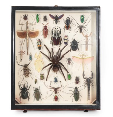 Lot 64 - Entomology: A Collection of Various Insects, Beetles, and Arachnids, circa late 20th century, a...