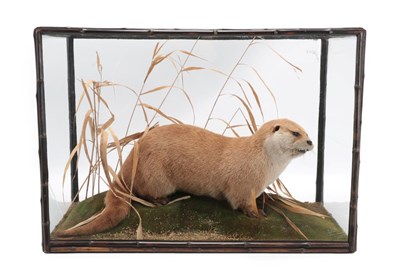 Lot 66 - Taxidermy: European Otter (Lutra lutra), circa 1920, by Rowland Ward ''The Jungle'' 166 Piccadilly