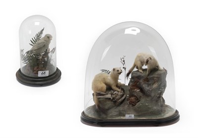 Lot 68 - Taxidermy: A Late Victorian Pair of Ermine (Mustela erminea), circa 1880-1900, a pair of adult full
