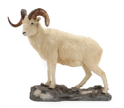 Lot 70 - Taxidermy: Dall Sheep (Ovis dalli), circa late 20th century, a large high-quality full mount...