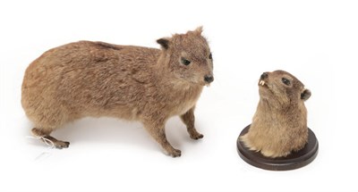 Lot 72 - Taxidermy: Yellow-Spotted Rock Hyrax (Heterohyrax brucei), circa 1987, Namibia, Africa, full...
