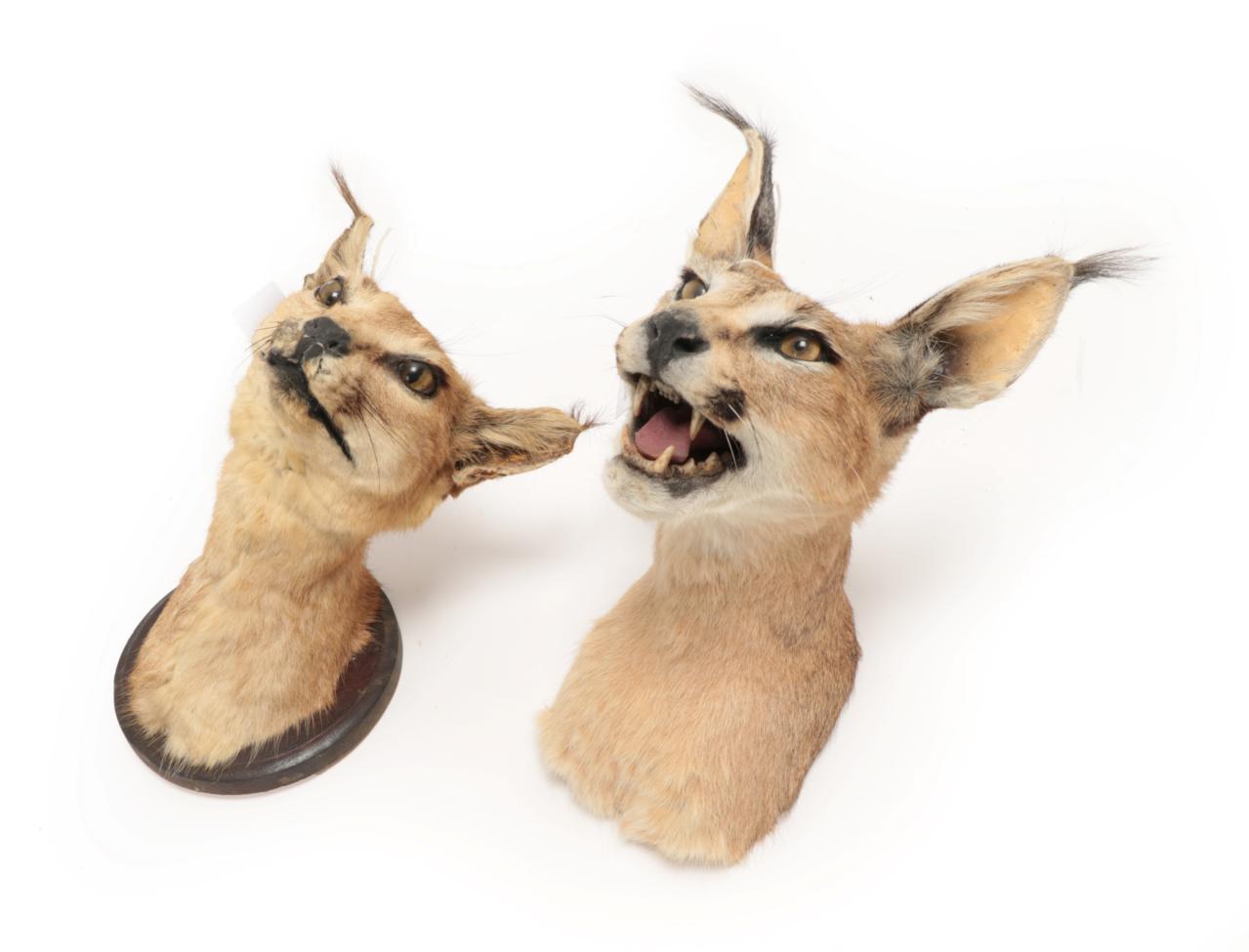 Lot 73 - Taxidermy: African Caracal (Caracal caracal), circa 1973, two adult shoulder mounts, one with mouth
