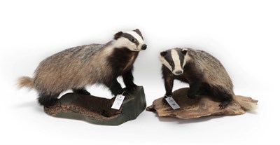 Lot 75 - Taxidermy: A Pair of European Badgers (Meles meles), circa late 20th century, a large adult...